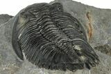 Hollardops Trilobite Fossil - Ofaten, Morocco #300553-4